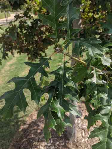 Shumard oak(Quercus shumardii)
