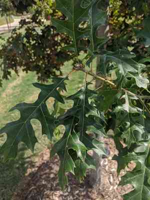 Shumard oak(Quercus shumardii)
