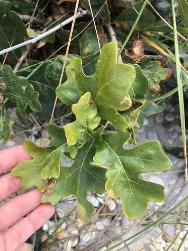 Post oak(Quercus stellata)