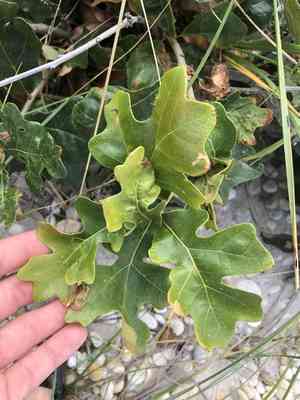 Post oak(Quercus stellata)