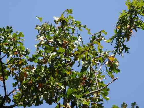 Post oak(Quercus stellata)