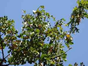 Post oak(Quercus stellata)