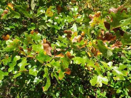 Post oak(Quercus stellata)