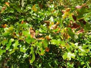Post oak(Quercus stellata)