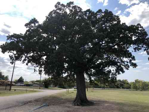 Post oak(Quercus stellata)