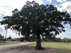 Post oak(Quercus stellata)