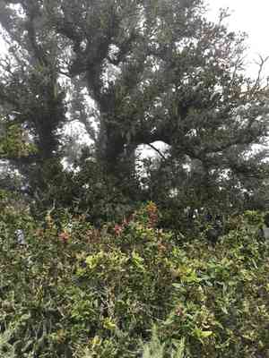 Island live oak(Quercus tomentella)