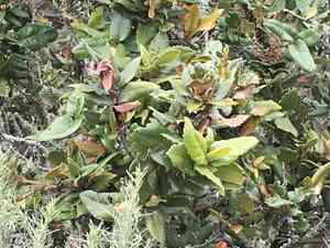 Island live oak(Quercus tomentella)