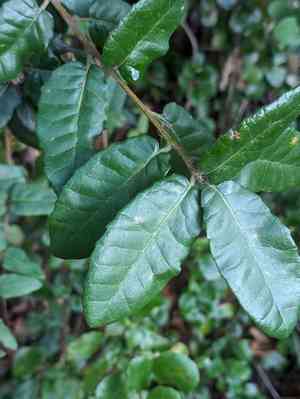 Island live oak(Quercus tomentella)