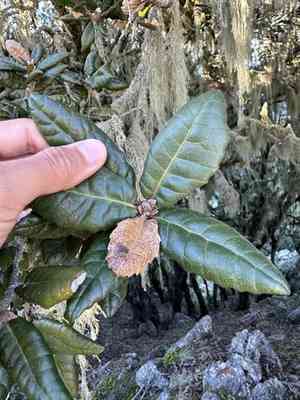 Island live oak(Quercus tomentella)
