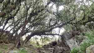 Island live oak(Quercus tomentella)