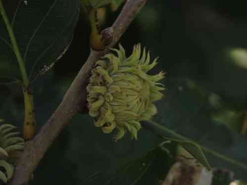 Chinese cork oak(Quercus variabilis)
