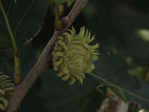 Chinese cork oak(Quercus variabilis)