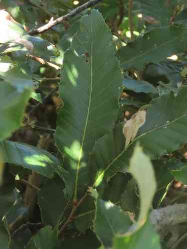Chinese cork oak(Quercus variabilis)