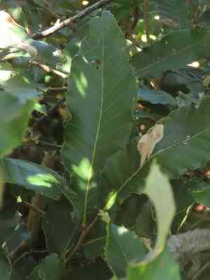 Chinese cork oak(Quercus variabilis)
