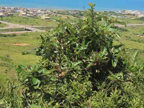 Chinese cork oak(Quercus variabilis)