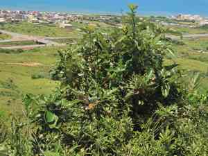 Chinese cork oak(Quercus variabilis)