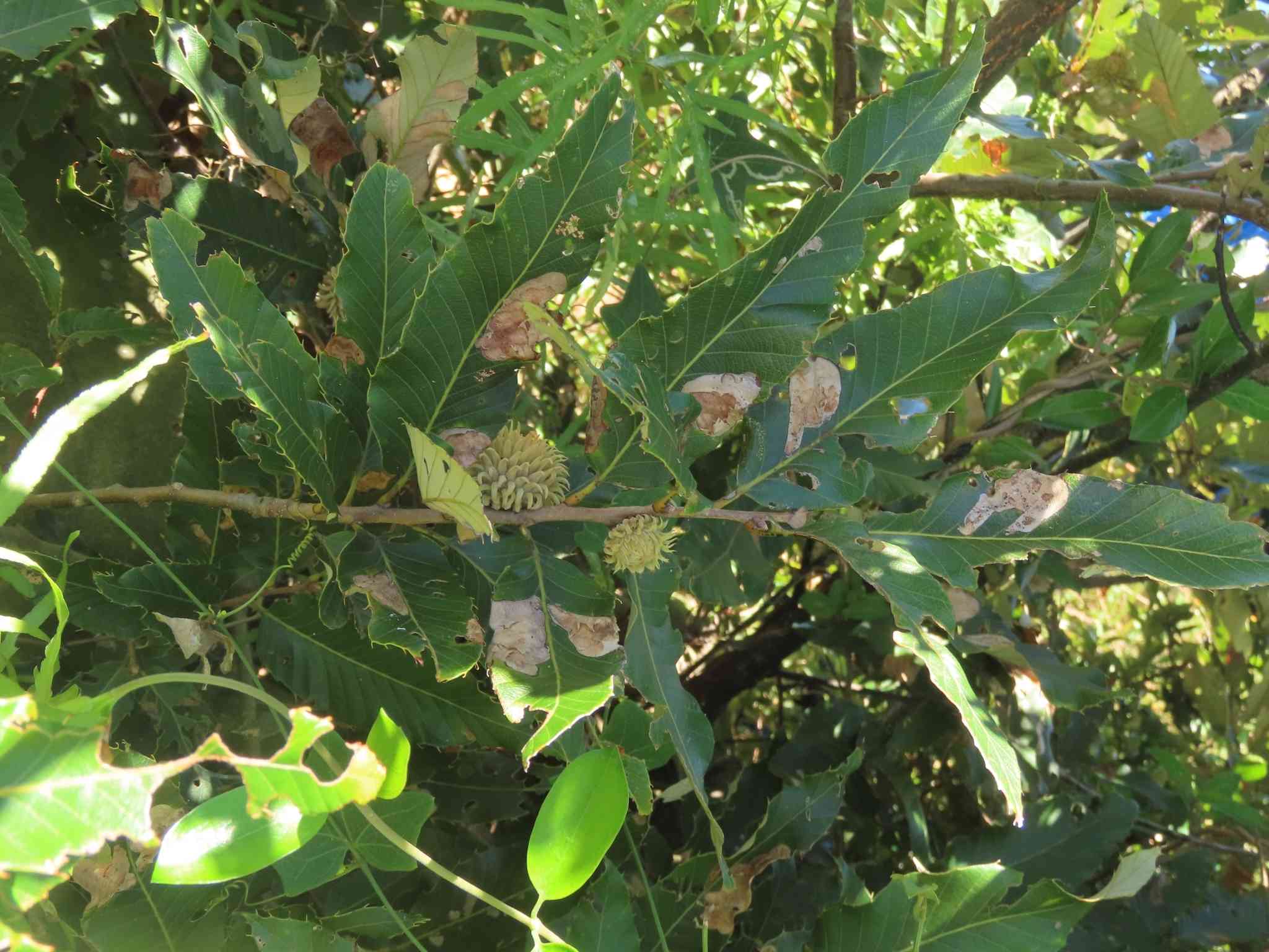 Chinese cork oak(Quercus variabilis)