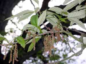 Chinese cork oak(Quercus variabilis)