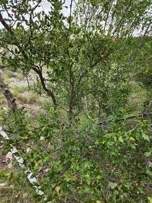Sandpaper oak(Quercus vaseyana)