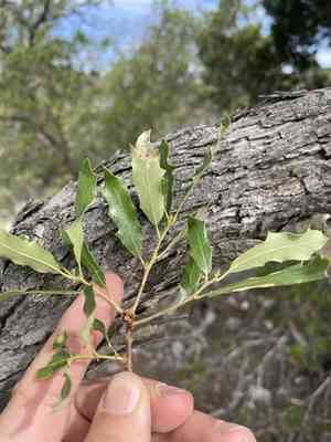 Sandpaper oak(Quercus vaseyana)