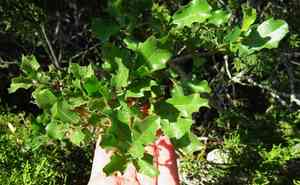 Sandpaper oak(Quercus vaseyana)