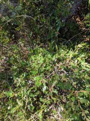 Sandpaper oak(Quercus vaseyana)