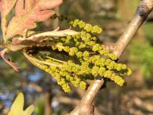 Oaks (Quercus)(Quercus)