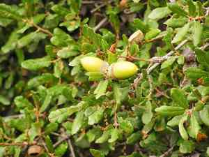 Oaks (Quercus)(Quercus)