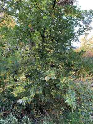 Oaks (Quercus)(Quercus)