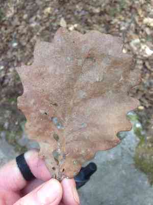 Oaks (Quercus)(Quercus)