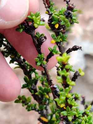 Saltwater bush(Rachicallis americana)