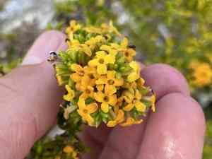 Saltwater bush(Rachicallis americana)