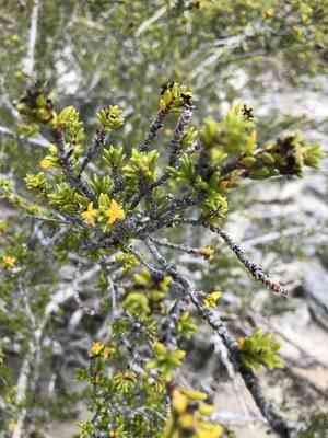 Saltwater bush(Rachicallis americana)