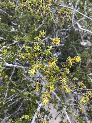 Saltwater bush(Rachicallis americana)