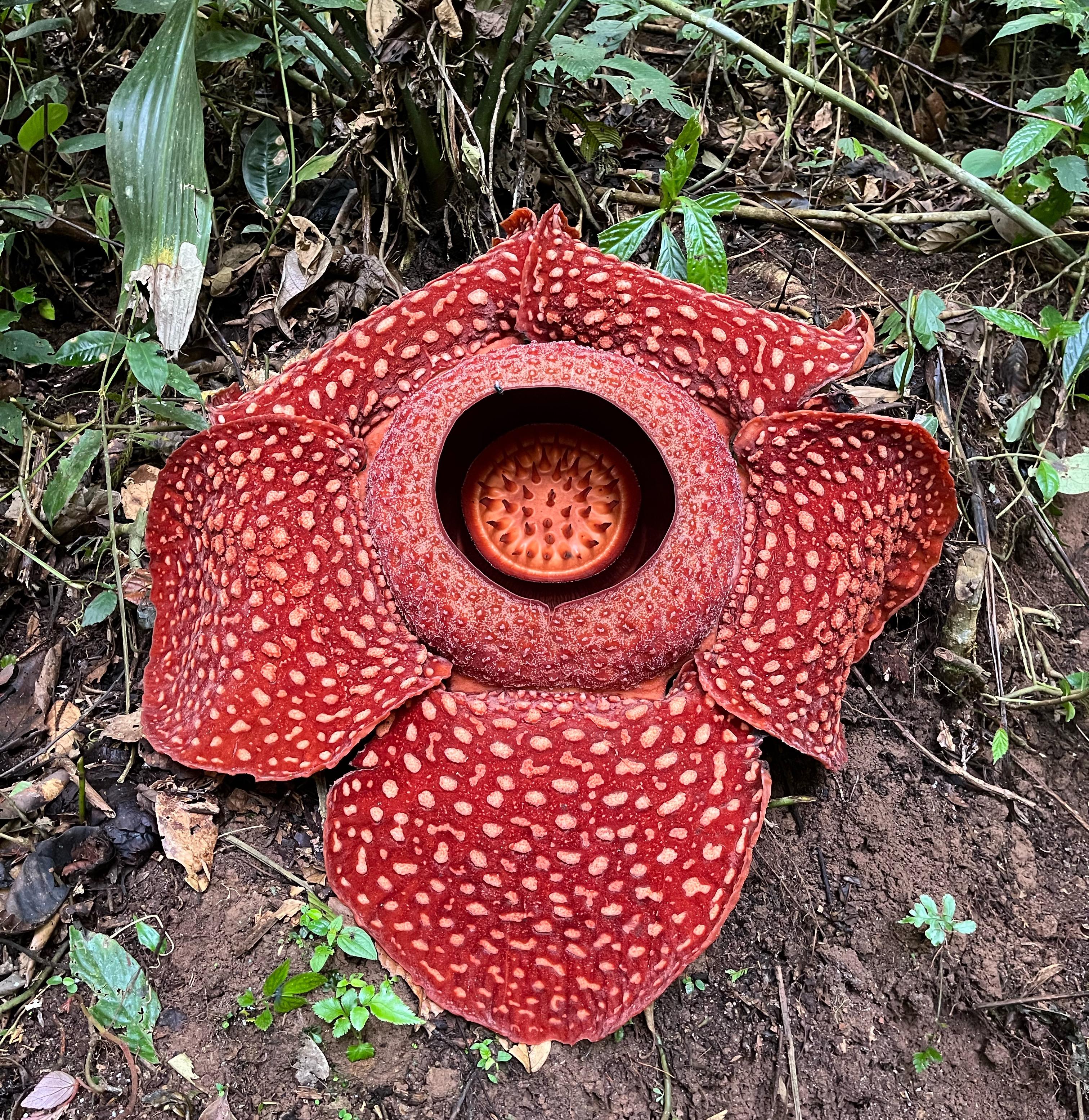 world-s-largest-flower-rafflesia-arnoldii-care-guide-pests-diseases