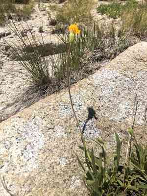 Stem raillardella(Raillardella scaposa)