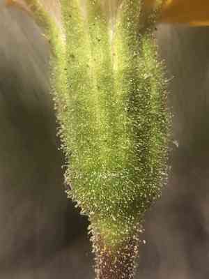 Stem raillardella(Raillardella scaposa)