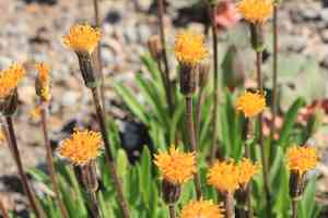 Stem raillardella(Raillardella scaposa)