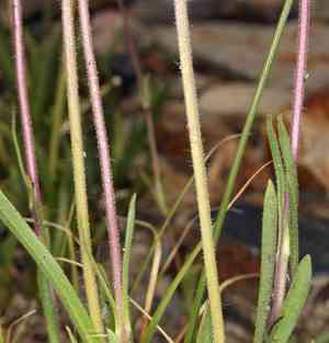 Stem raillardella(Raillardella scaposa)