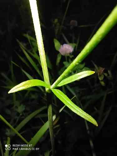 Meadow buttercup(Ranunculus acris)