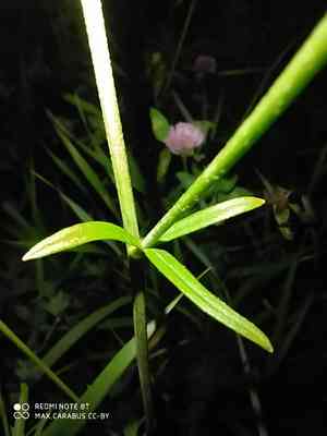 Meadow buttercup(Ranunculus acris)