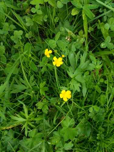 Meadow buttercup(Ranunculus acris)