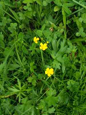 Meadow buttercup(Ranunculus acris)