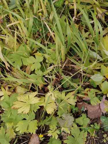 Meadow buttercup(Ranunculus acris)
