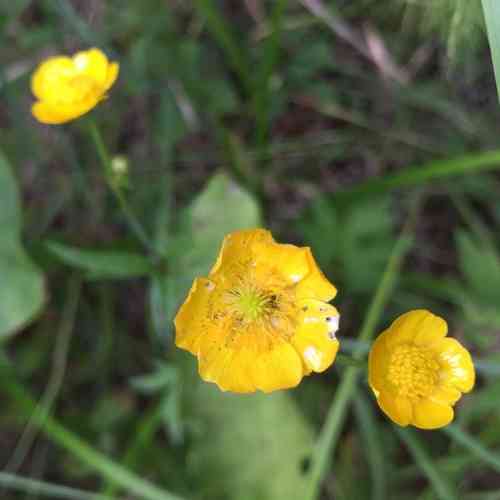 Meadow buttercup(Ranunculus acris)