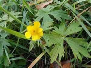 Meadow buttercup(Ranunculus acris)