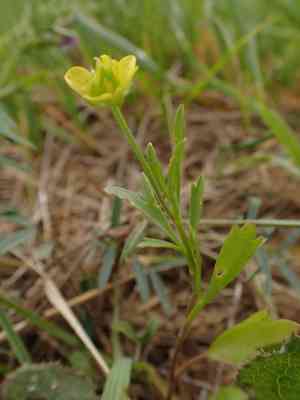 Corn buttercup(Ranunculus arvensis)