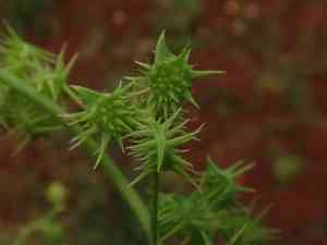Corn buttercup(Ranunculus arvensis)