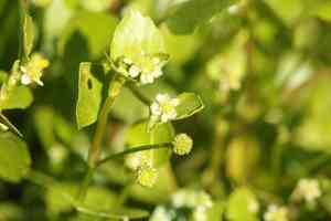 Carter's buttercup(Ranunculus bonariensis)